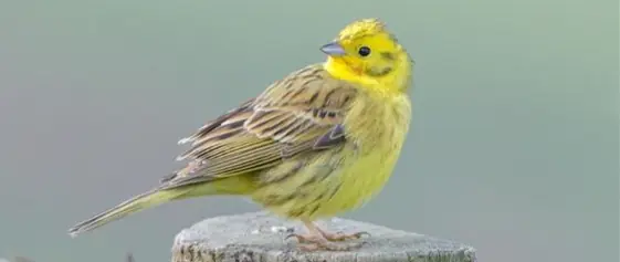 Yellowhammer